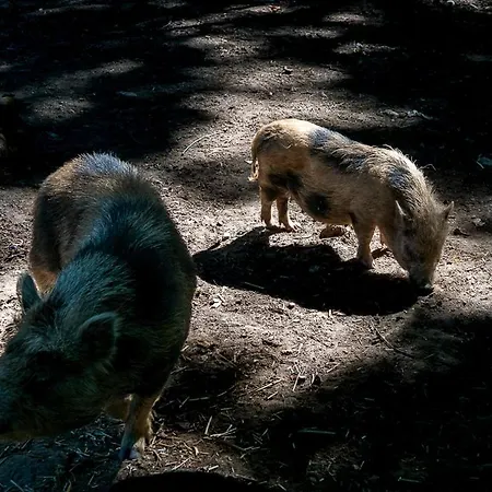 Polonezkoey Country Club & In The Wildlife Park! Θέρετρο