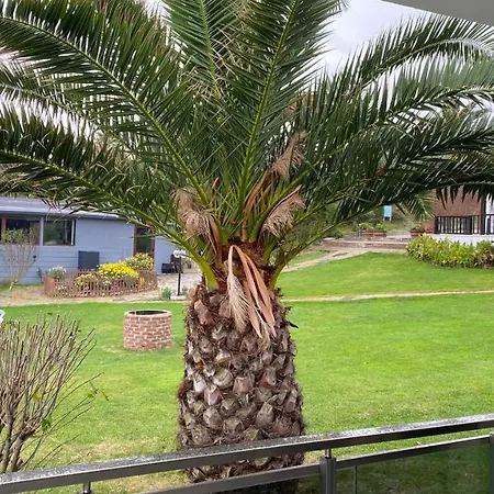 Palm *