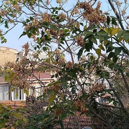 Gunes Hause *
