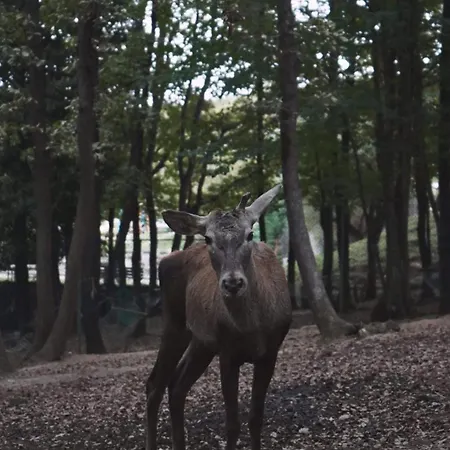ポロネズキョイ カントリー クラブ リゾート 3*
