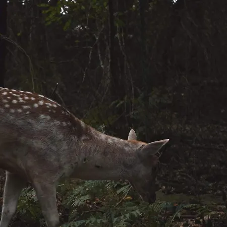 ポロネズキョイ カントリー クラブ