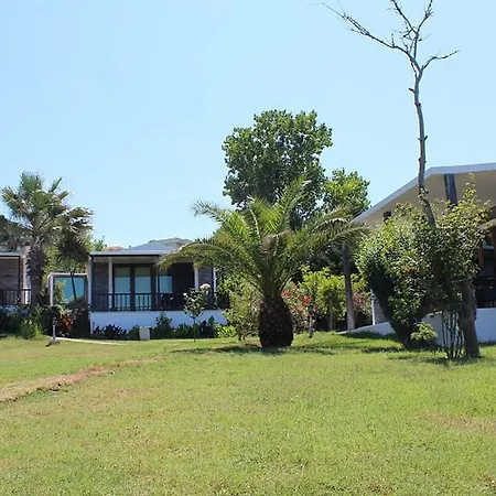 Palm Ağva