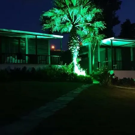 Palm *