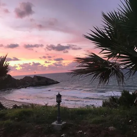 Palm * Ağva