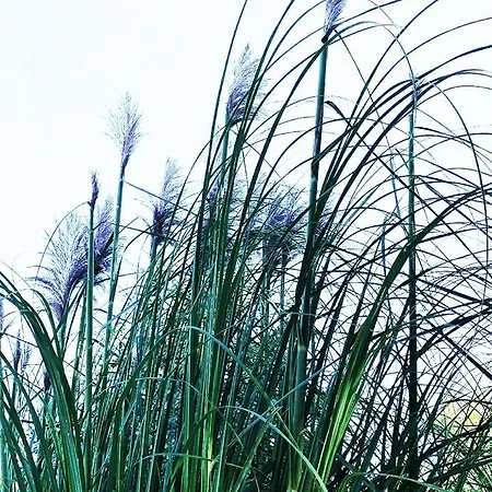 Farm * اسطنبول