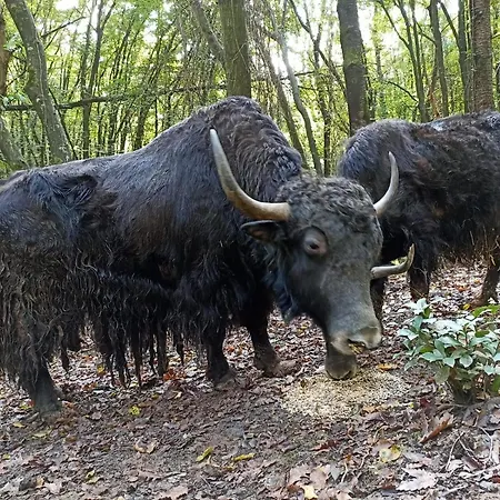 Resort Polonezkoey Country Club & In The Wildlife Park!