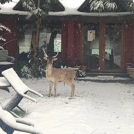 Resort Polonezkoey Country Club & In The Wildlife Park! İstanbul