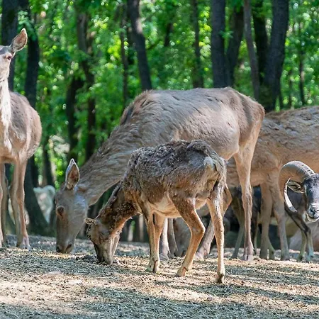 Polonezkoey Country Club & In The Wildlife Park!