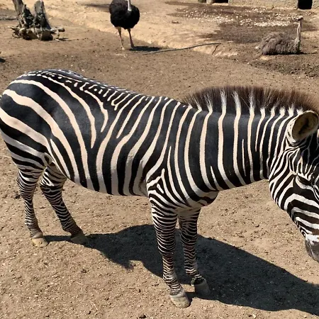 Polonezkoey Country Club & In The Wildlife Park! Resort
