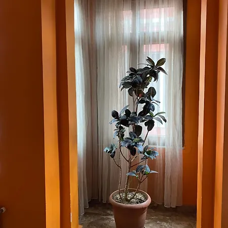 Taksim Pandora *