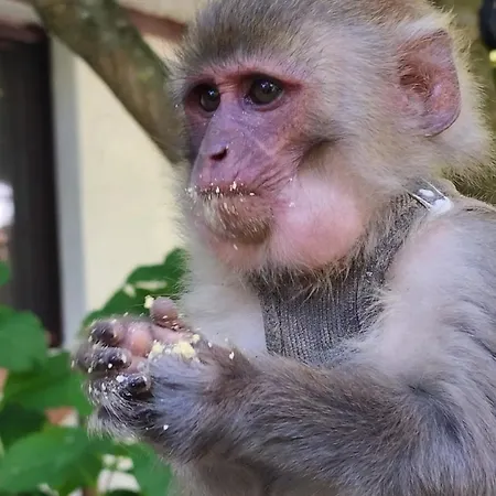 Polonezkoey Country Club & In The Wildlife Park! 3* İstanbul