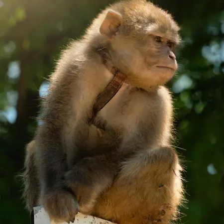 Polonezkoey Country Club & In The Wildlife Park! Resort İstanbul