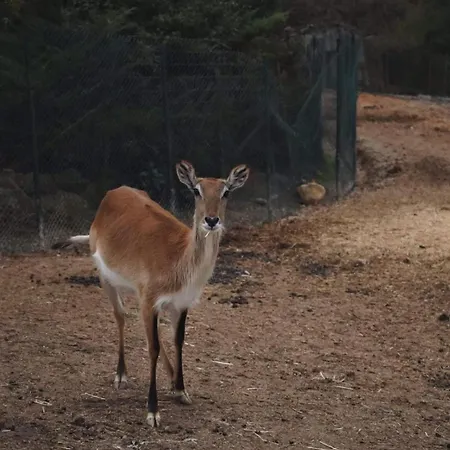 Polonezkoey Country Club & In The Wildlife Park! 3*