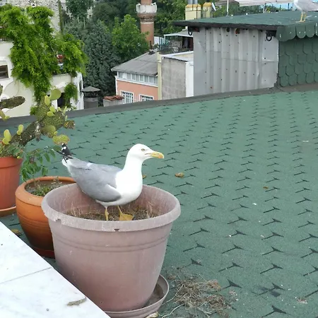 Hotel Berk - Grandma's House 3*