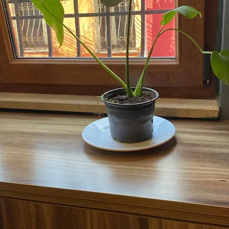 Hub Flats 4*