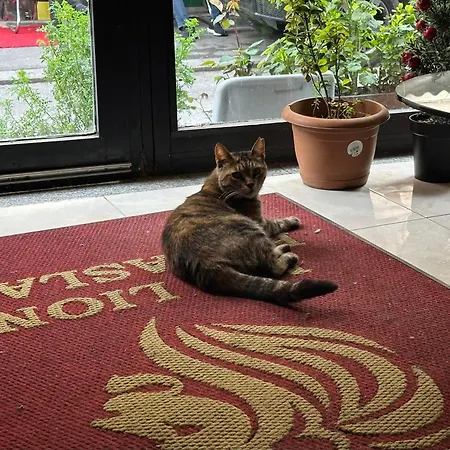 Otel Mr Lion Kumkapı *
