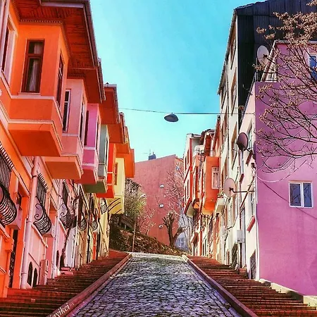 Zeytin Agaci Istanbul